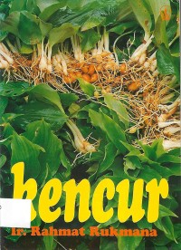 Kencur